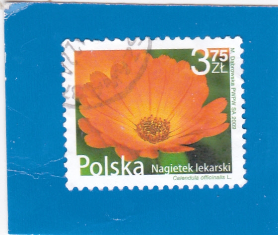 FLORES-