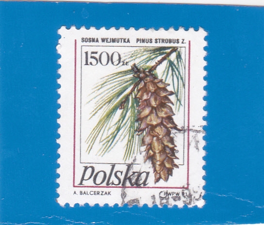 PIÑA