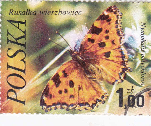 Mariposa