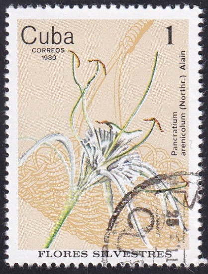 Pancratium arenicolum