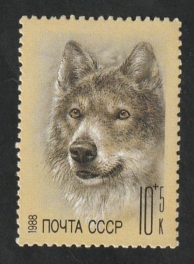 5559 - Lobo