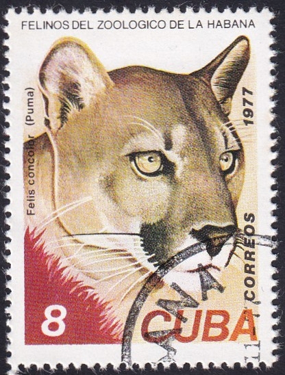 Puma