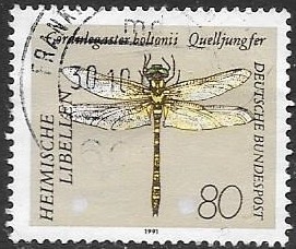 libélulas