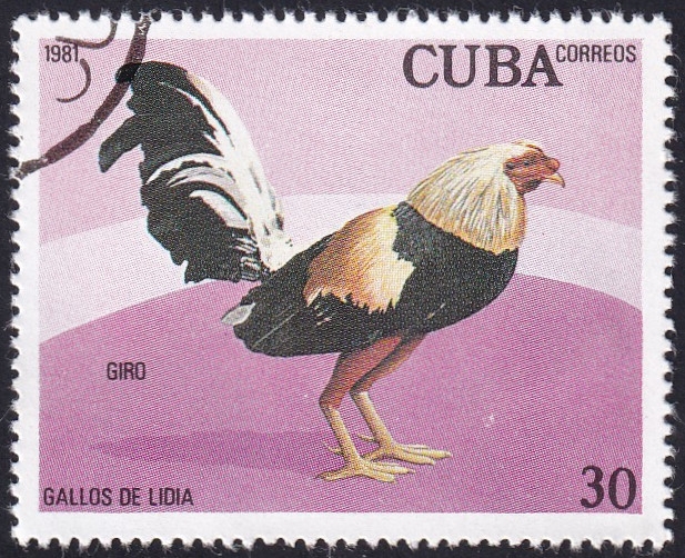 Gallo Giro