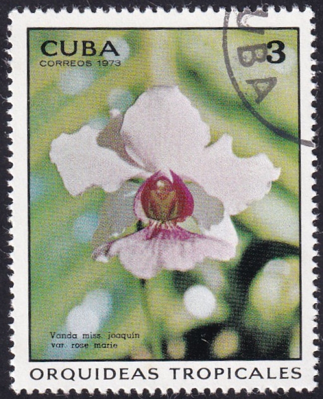 Orquídea Vanda