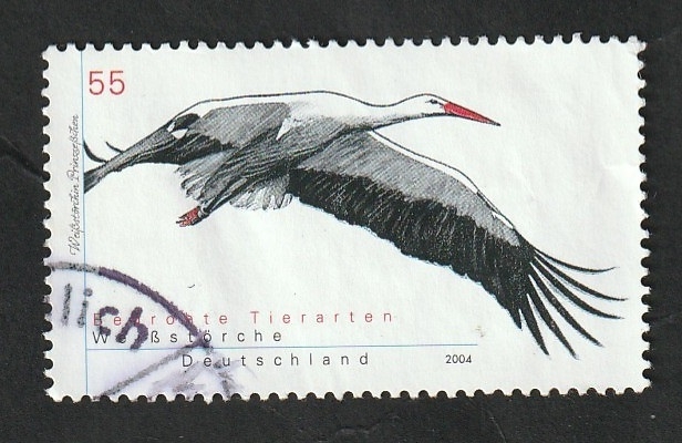 2217 - Cigüeña blanca