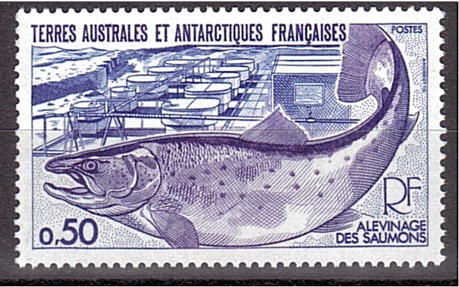 serie- Fauna antártica