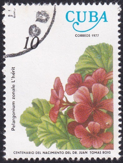 Pelargonium zonale