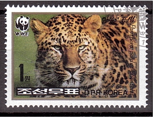 WWF- Leopardo de Amur
