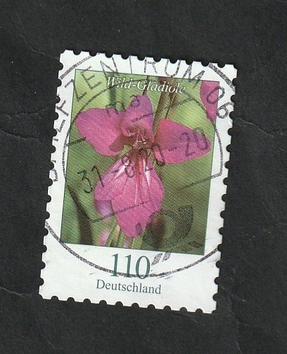 3267 - Flor, Gladiolo de los pantanos