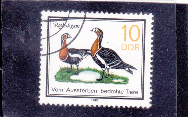 aves