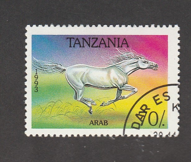 Caballo raza  árabe