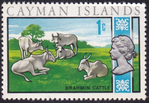 Vacas Brahmin