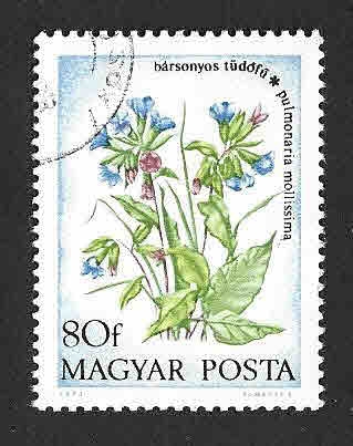 2242 - Pulmonaria