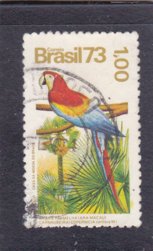 Guacamaya Roja (Ara macao), Palma Carnauba (Copernicia cerifer
