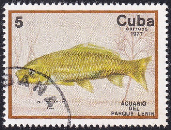 Cyprinus carpio