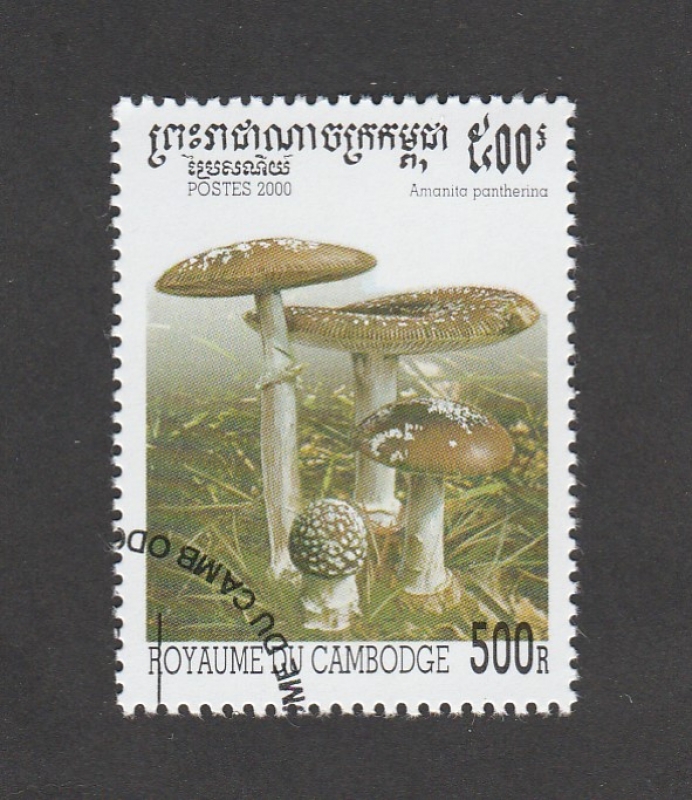 Amanita pantherina