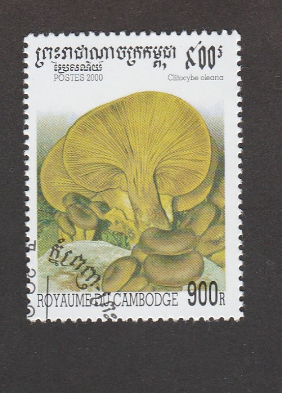 seta Clitocybe olearea