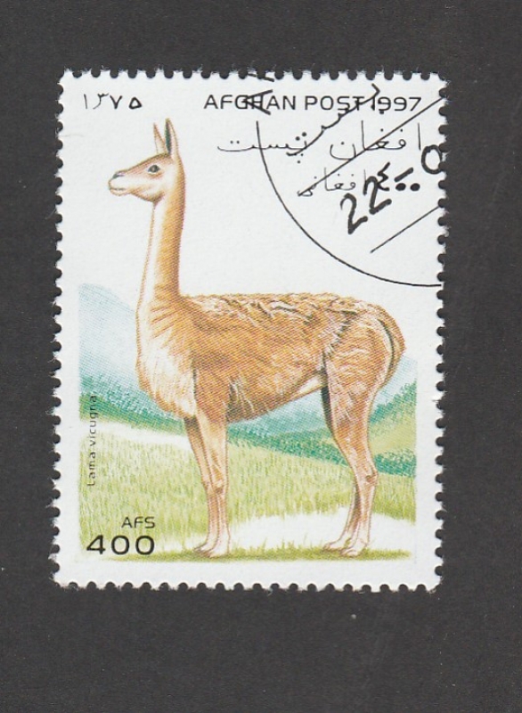 Lama vicugna