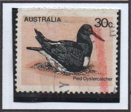 Pajaros Australianos: Ostrero Pied