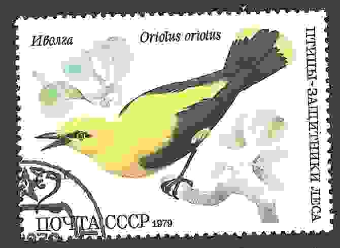 Pajaro Golden Oriole (Oriolus oriolus)