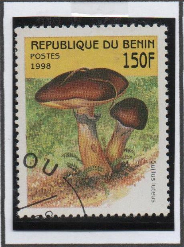 Setas: Suillus Luteus
