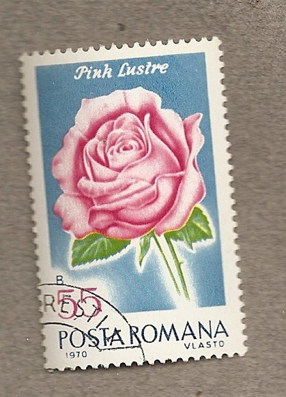 Rosa