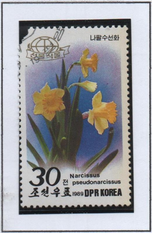 Flores : Narcisos