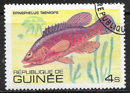 Peces = African Hind (Epinephelus taeniops)