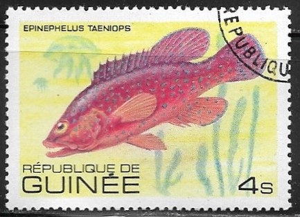 Peces = African Hind (Epinephelus taeniops)