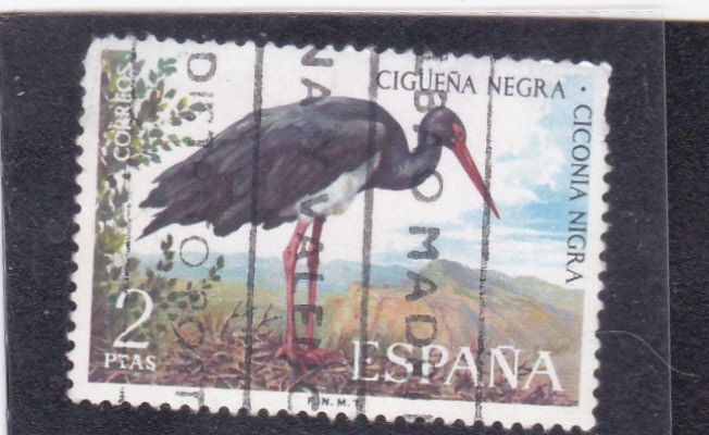 cigueña  negra(47)