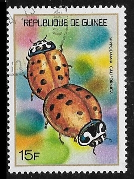 Lady Beetle (Hippodamia californica)