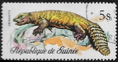 Reptiles - Bell's Dab Lizard (Uromastix acanthinurus)