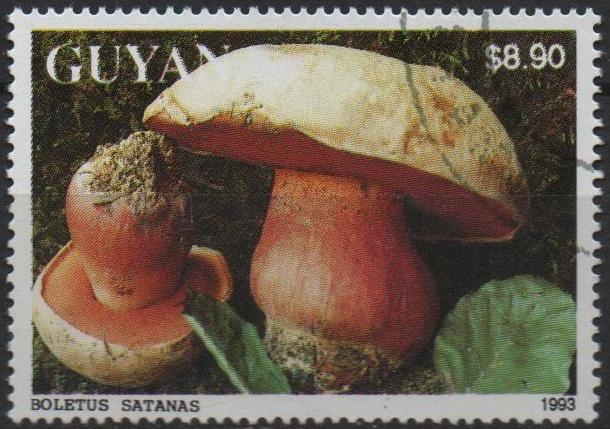 Hongos:Boleto de Satanás