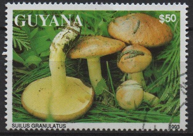 Hongos: Boleto granulado