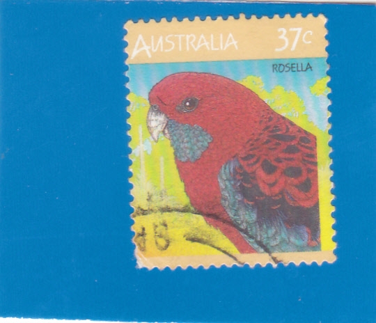 Loro- Rosella