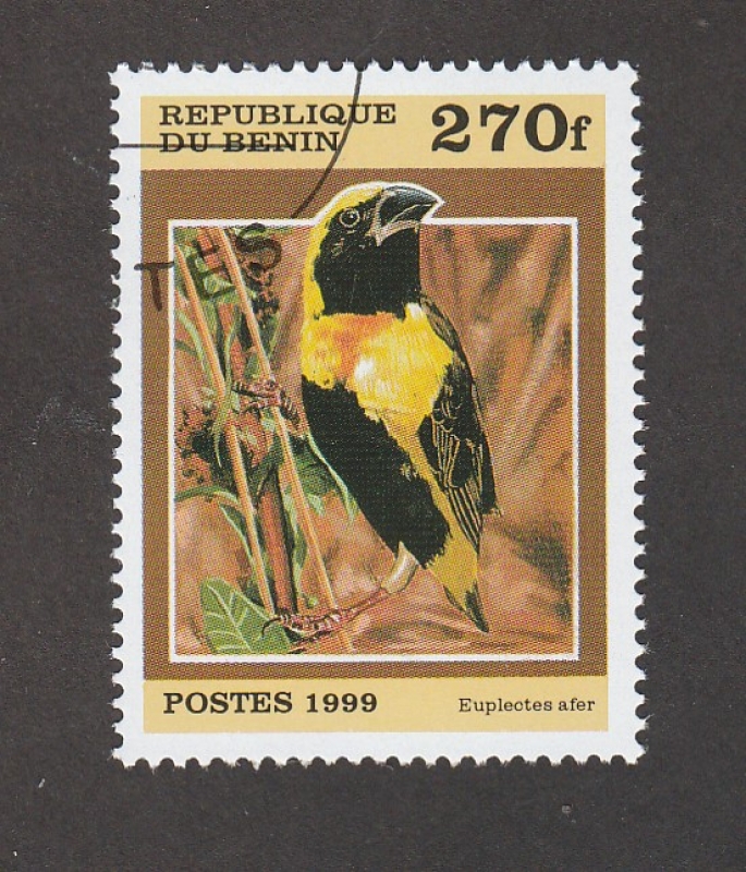 Tejedor amarillo
