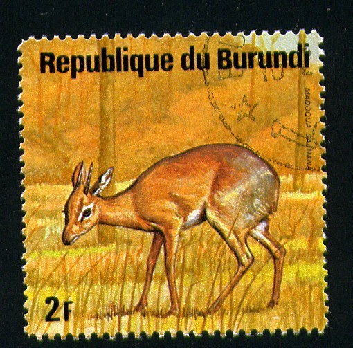 serie- Animales africanos