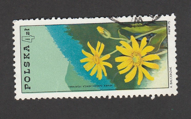 Arnica montana