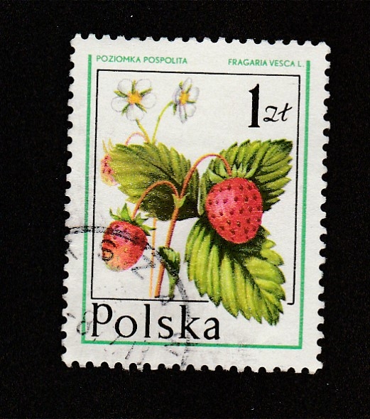 Fragaria vesca