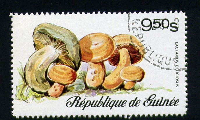 Lactarius deliciosus