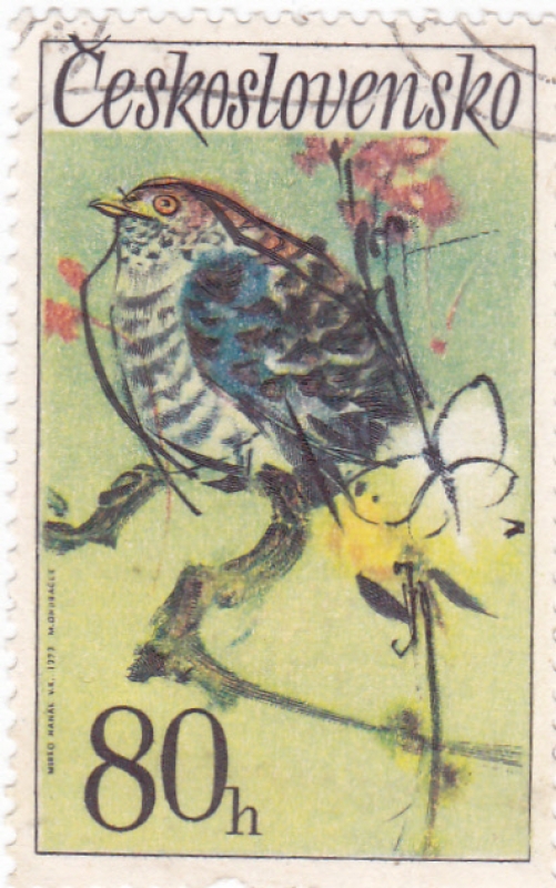 AVE-Cuco común (Cuculus canorus)