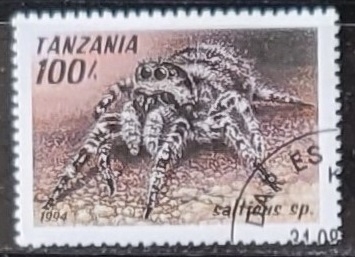 Salticus sp.