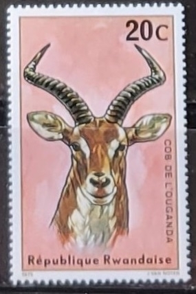 Kobus kob thomasi