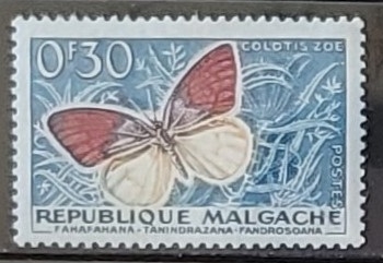 Mariposas - Colotis zoe