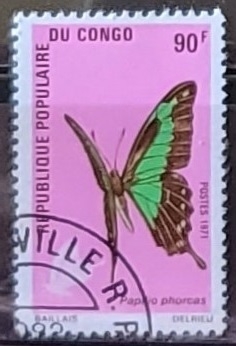Mariposas - Papilio phorcas)
