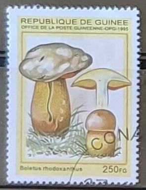 Setas - Boletus rhodoxanthus