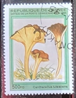 Setas : Cantharellus lutescens