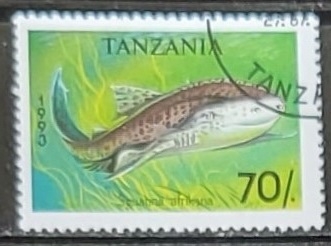 Squatina afrikana