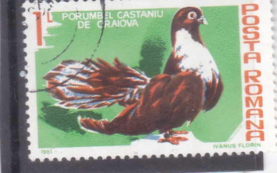 Paloma granate de Craiova (Columba livia forma domestica)